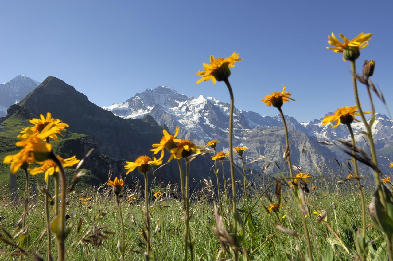 Pasta&More Bed&Breakfast Wengen Exterior foto
